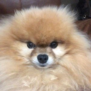 Meet your Posher, Mara